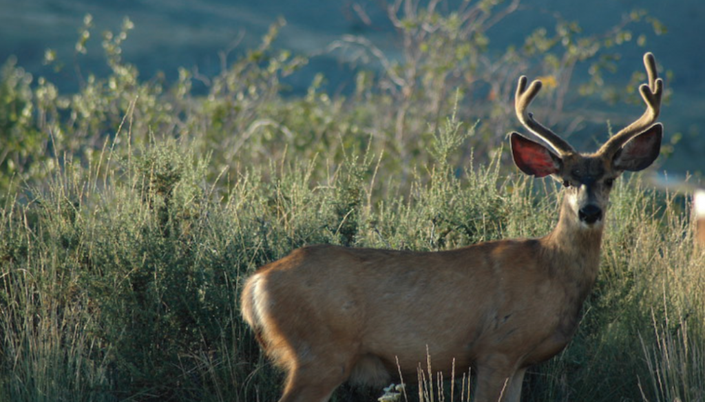 Deer