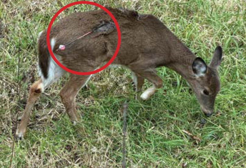 Deer shot with a crossbow. | Sent to Wildlife Watch by a distressed caller.