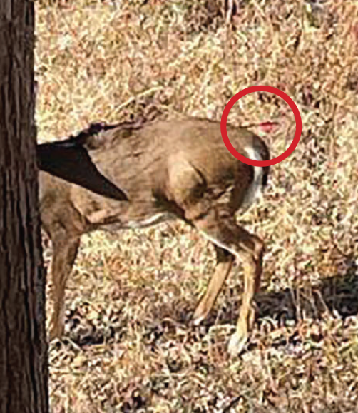 Deer shot with a crossbow. | Sent to Wildlife Watch by a distressed caller.
